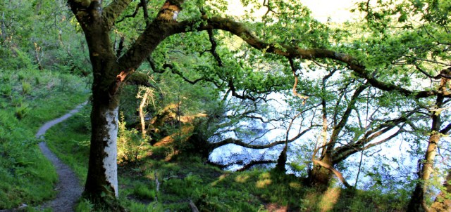 66 Loch Coille-Bharr, Ruth walking the coast of Argyll, Scotland