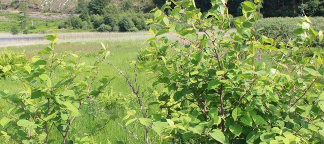 68 Japanese Knotweed, Ruth's walk around Scotland's coast