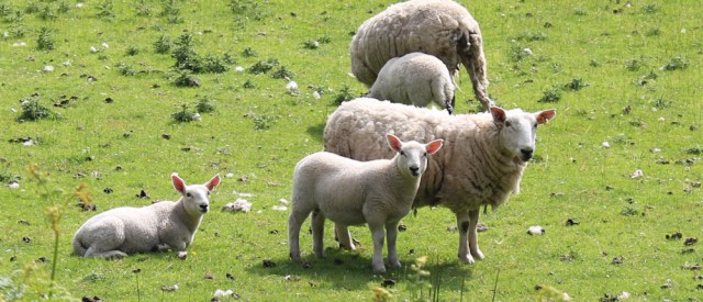 76 sheep and lambs, Kilninver, Ruth's walk around Scotland's coast