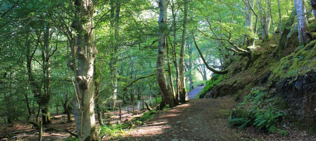 11 Tralee Woodland, Ruth's coastal walk in Scotland