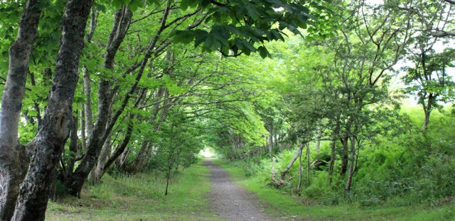14 woodland, Benderloch, Ruth's coastal walk around Scotland