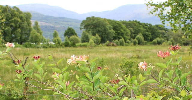 16 honeysuckle along road to Port Appin, Ruth Livingstone in Scotland