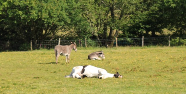 17 field and dead horse, Ruth's coastal walkaround Scotland
