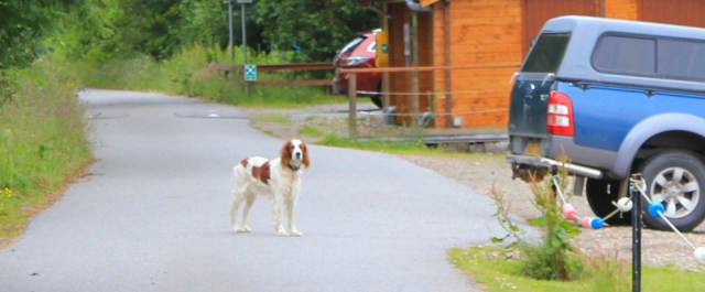 19 slobbery dog, North Dallens, Ruth Livingstone in Scotland