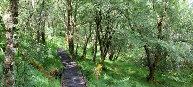 25 board walk, Shian Wood, Ruth's coastal walkaround Scotland