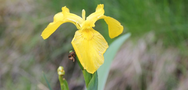 28 flag iris, Ruth Livingstone in Scotland