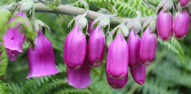 29 fox gloves, Ruth Livingstone in Scotland