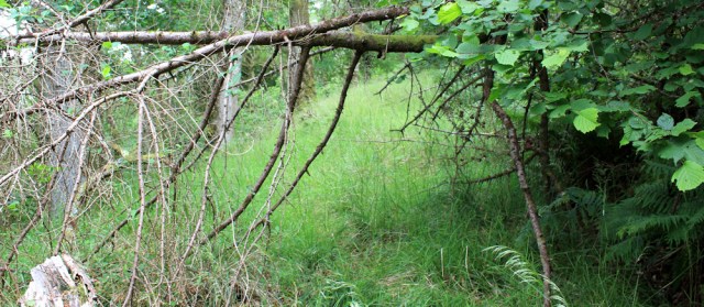 53 overgrown track, Ruth hiking in Scotland