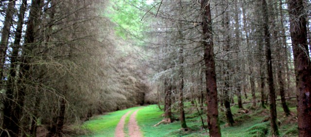 63 pine forest, Laird's Wood, Ruth hiking to Duror, Scotland