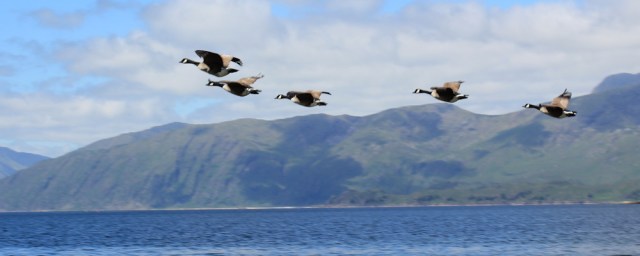 10 geese, Cuil Bay, Ruth's coastal walk around Scotland
