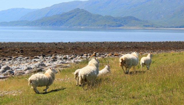 11 sorry sheep, Ruth's coastal walk around Scotland