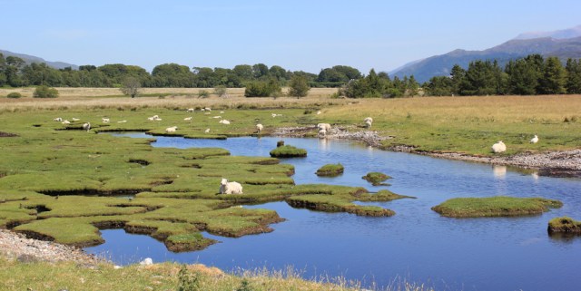 13 sheep on marshy land, Ruth's coastal walk around Scotland