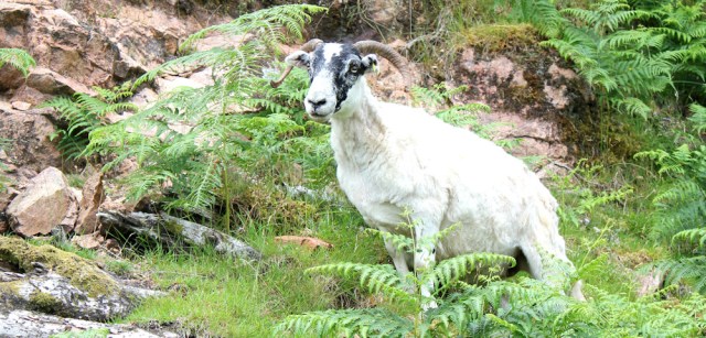 13 sheep, Ruth's coastal walk around the UK, Scotland