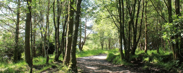 13 woodland, Ruth hiking in Scotland