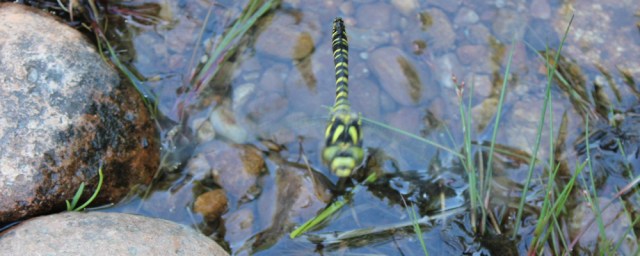 17 killer dragonfly, Ruth's coastal walk around Scotland
