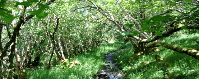 18 walk through thick woods, Ruth's coastal walk around Scotland