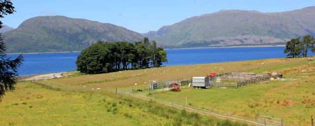 22 farmland, Ardsheal, Ruth's coastal walk around Scotland
