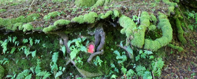 24 roots of tree, Ruth's coastal walk around Scotland