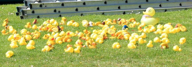 34 ducks in a row, Ruth's coastal walk around Scotland