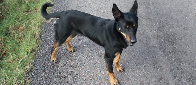 39 friendly dog, Ruth Livingstone in Drimnin