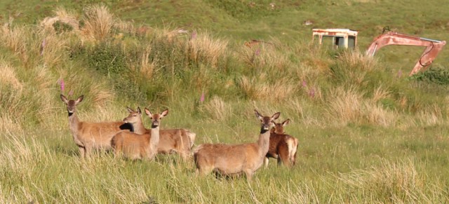 68 deer near Loch Uisge, Kingairloch, Ruth Livingstone