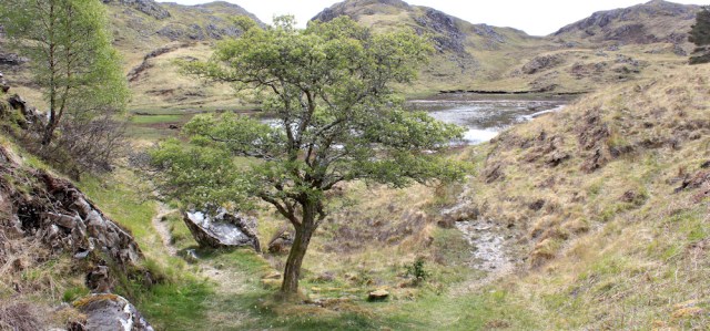 07 track branch at tree, Ruth walking the coast of Scotland, Castle Tioram