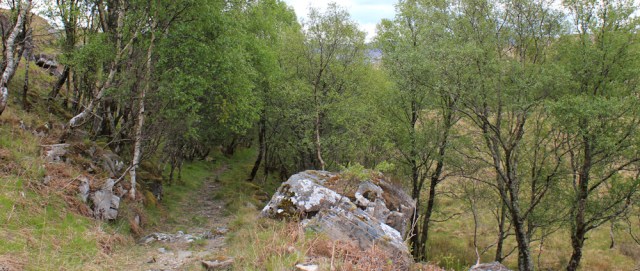 11 walking through trees towards Blain, Ruth Livingstone in Scotland