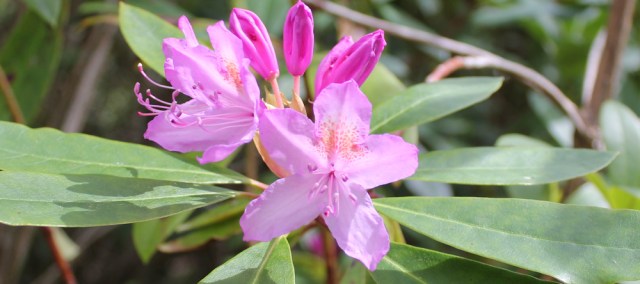13 rhododendrons, Ruth walking the coast to Castle Tioram