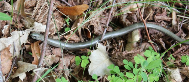 21 slow worm on the path, Ruth walking towards Castle Tioram, Scotland