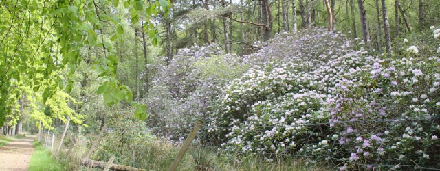 23 rhododendrons along the path, Ruth walking towards Tioram Castle, Scotland