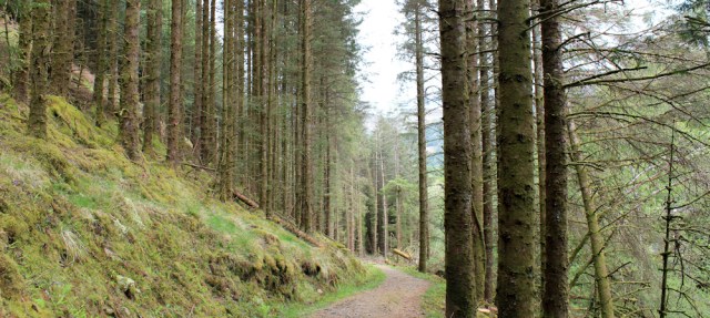 02 forest walking, Ruth's coastal walk, Loch Moidart