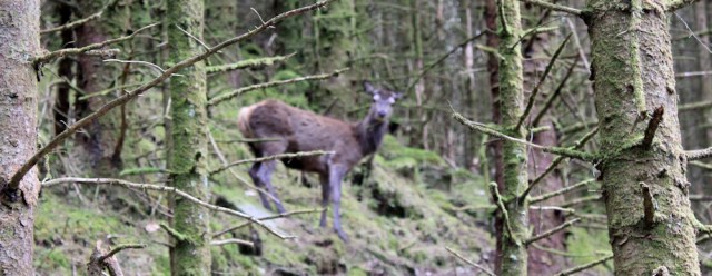 04 deer hiding in trees, Ruth's coastal walk, Loch Moidart
