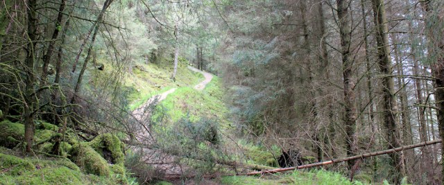 06 fallen trees and hills, Ruth's coastal walk, Loch Moidart