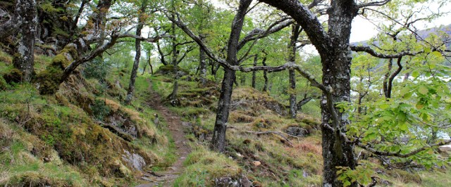 10 old trees, Ruth's coastal walk, Loch Moidart