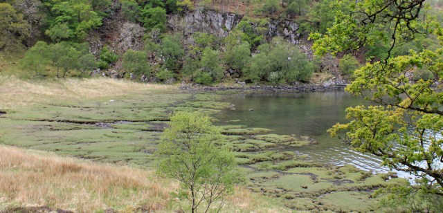 12 marshy bay, Ruth's coastal walk, Loch Moidart