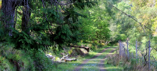 39 delightful woodland walk, Ruth walking to Arisaig, Scotland