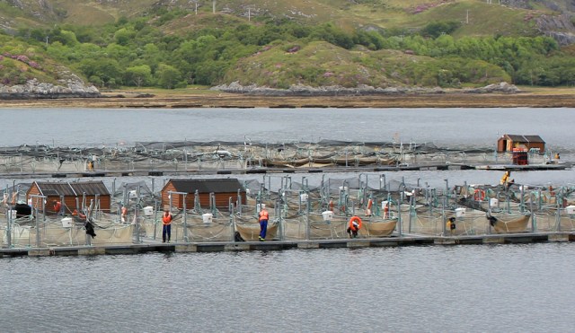 41 fishfarm, Ruth walking up Loch Ailort, Scotland