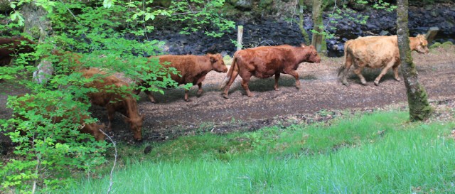 48 cows taking their time, Ruth walking to Arisaig, Scotland