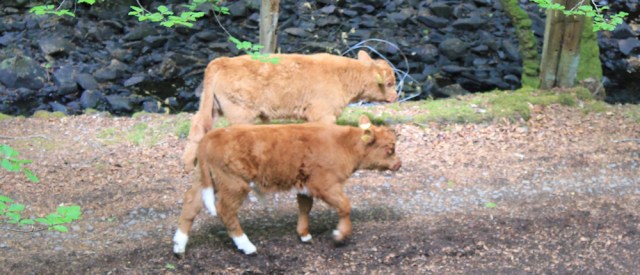 49 little calves, Ruth walking to Arisaig, Scotland
