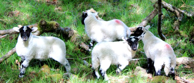 54 cheeky lambs, Ruth walking to Arisaig, Scotland