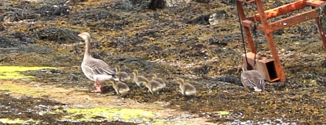 geese and goslings Loch Ailort, Ruth Livingstone