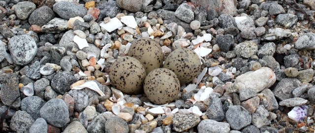 08 hard to spot eggs, Ruth's coastal walk, Knoydart, Scotland