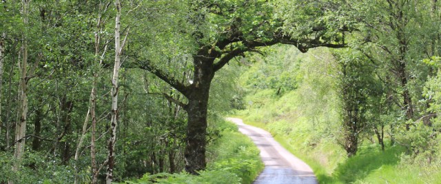 10 tree arch, Ruth walking the Scottish coast from Arnisdale to Sandaig