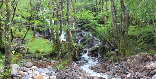 16 watefalls in woods, Ruth walking down Glen Arnisdale to Corran