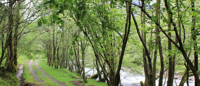 18 track by the river, Ruth walking down Glen Arnisdale to Corran