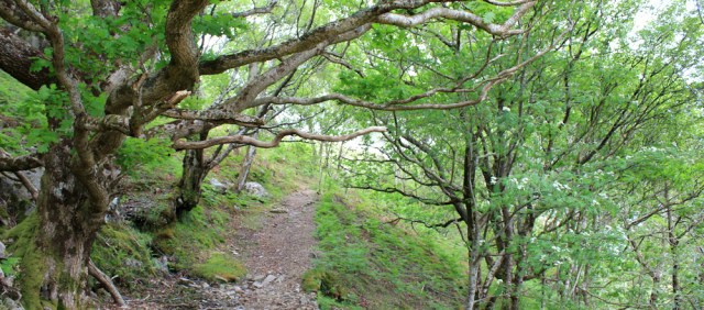 19 among the trees, Ruth walking along the shore of Loch Morar