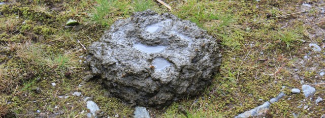 20 fresh cow pat, Ruth walking down Glen Arnisdale to Corran