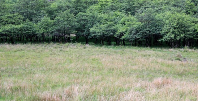 22 through watermeadow to woods, Ruth walking down Glen Arnisdale to Corran