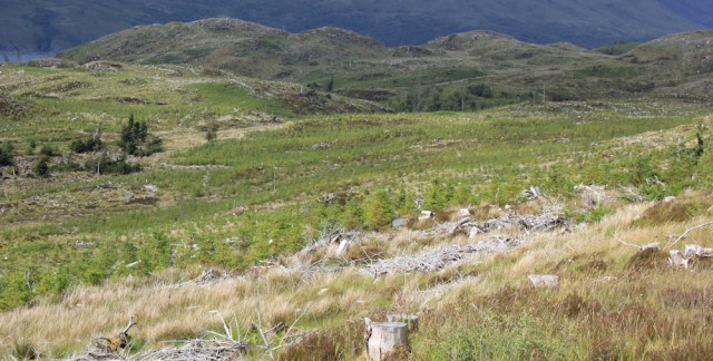24 logged hillside, Ruth walking the Scottish coast from Arnisdale to Sandaig