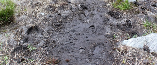 31 footprints in the mud, Ruth walking the coast of Knoydart, Scotland